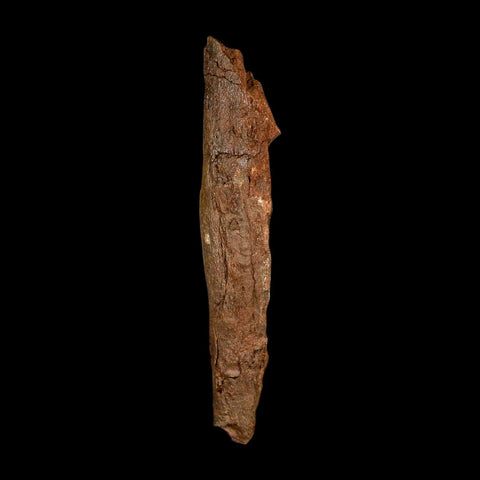 7.5" Triceratops Fossil Rib Bone Lance Creek FM Cretaceous Dinosaur Wyoming COA