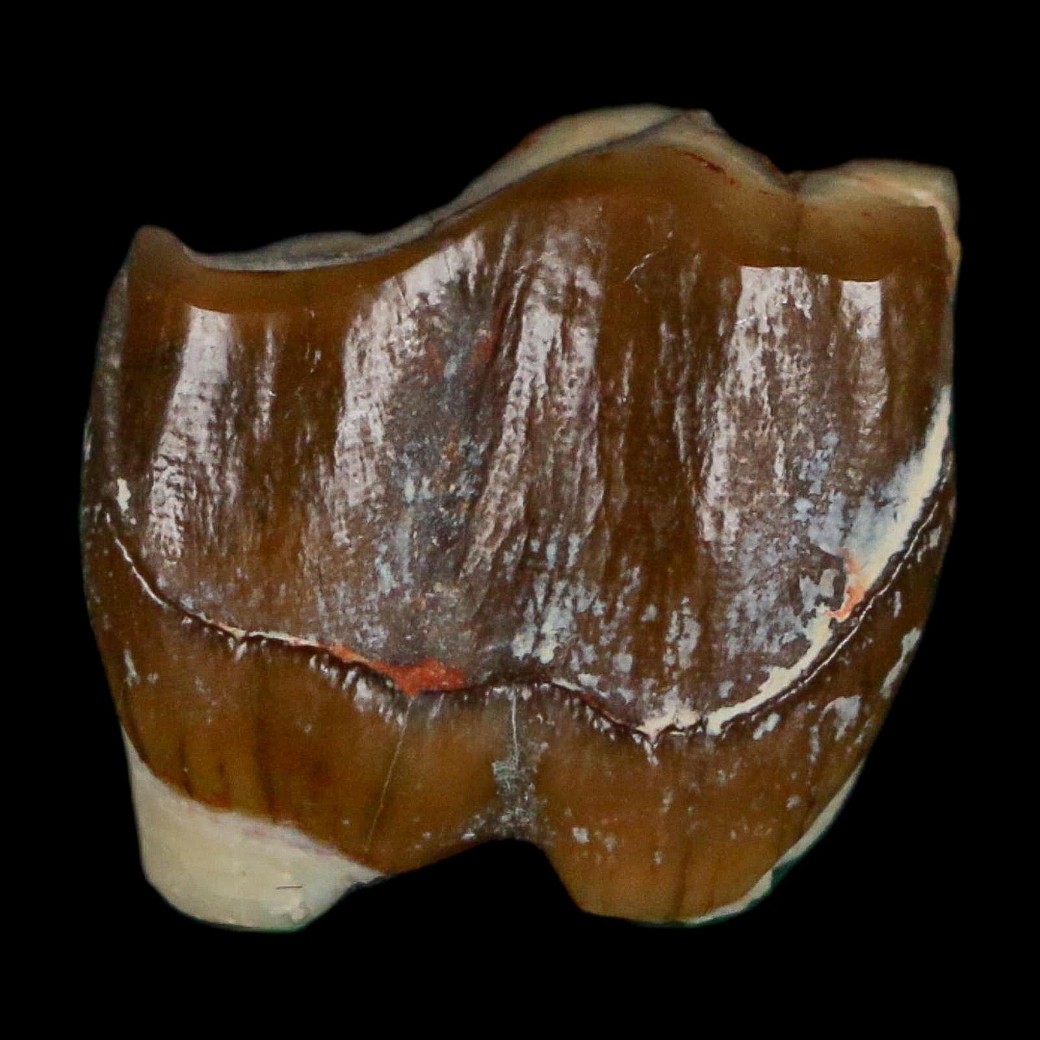 0.7" Running Rhino Hyracodon Nebrascensis Fossil Tooth South Dakota Badlands COA - Fossil Age Minerals