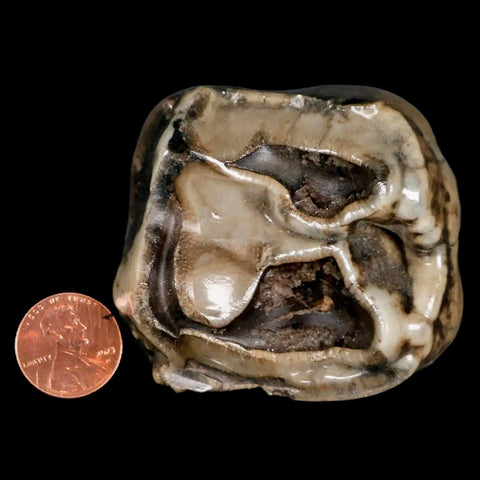 2.5" Rare Deinotherium Giganteum Fossil Tooth Miocene Deinothere Gracanica Bosnia COA - Fossil Age Minerals