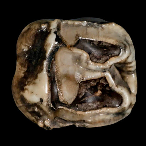 2.5" Rare Deinotherium Giganteum Fossil Tooth Miocene Deinothere Gracanica Bosnia COA - Fossil Age Minerals