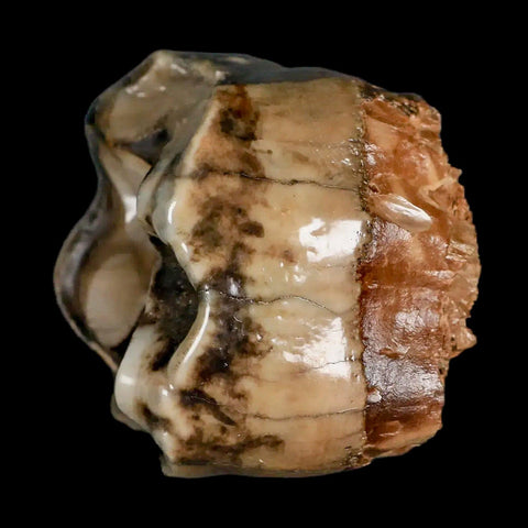 2.5" Rare Deinotherium Giganteum Fossil Tooth Miocene Deinothere Gracanica Bosnia COA - Fossil Age Minerals