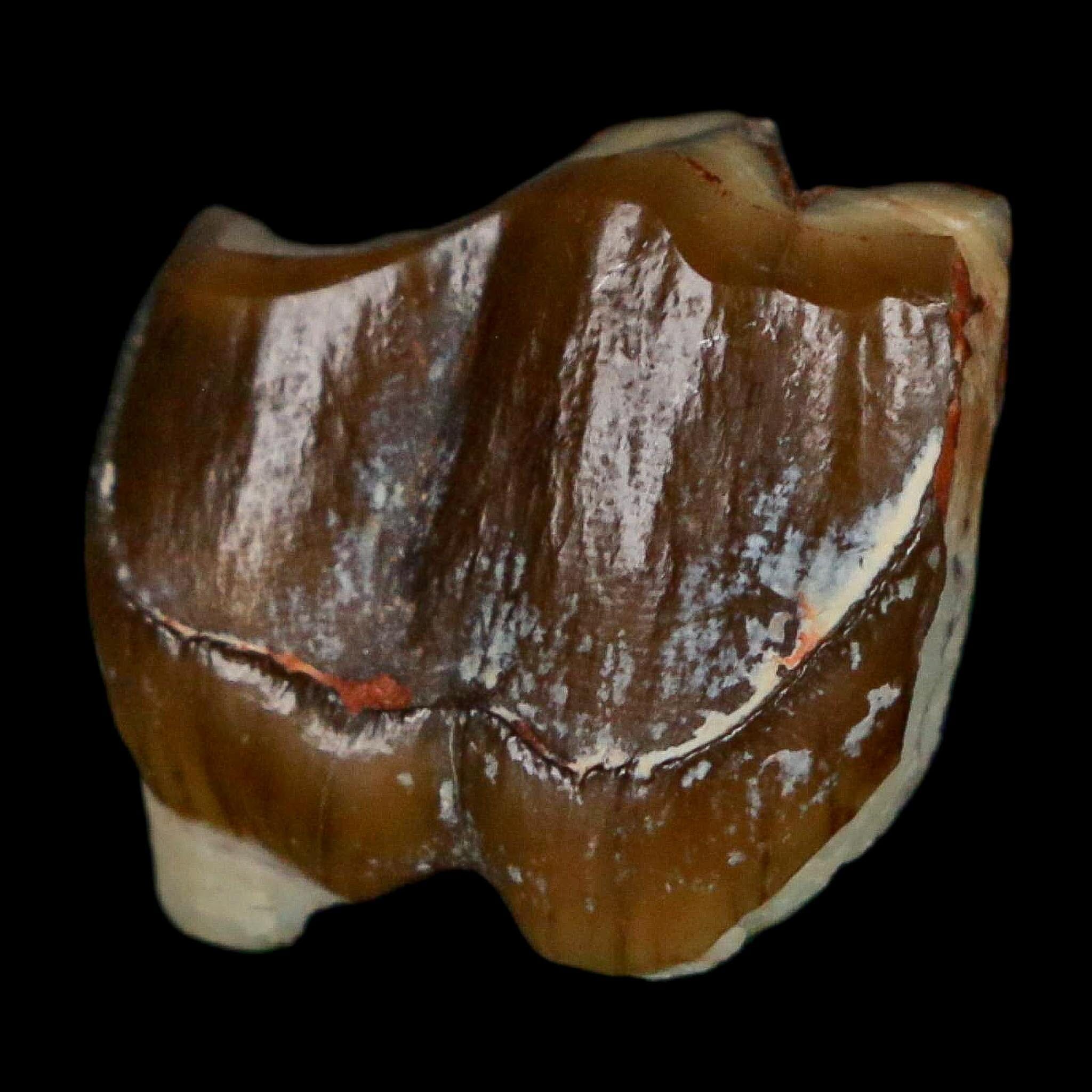 0.7" Running Rhino Hyracodon Nebrascensis Fossil Tooth South Dakota Badlands COA - Fossil Age Minerals