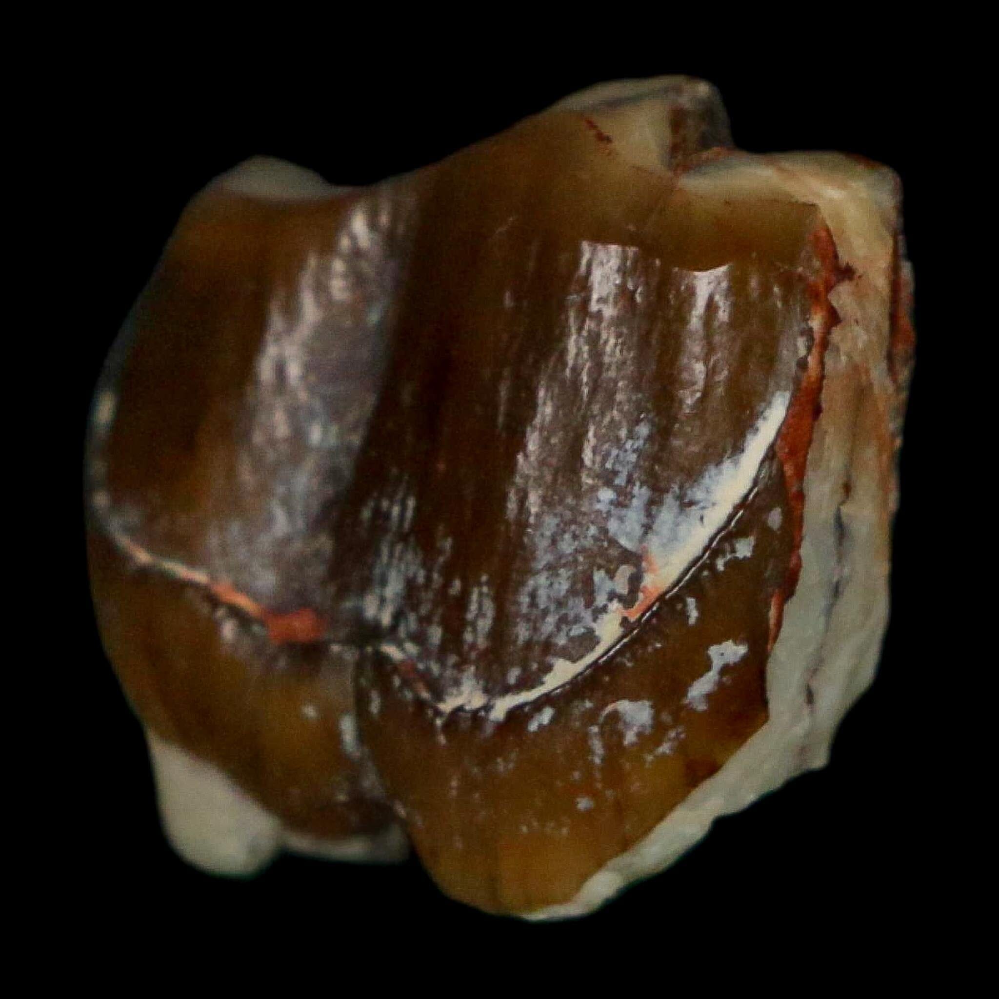 0.7" Running Rhino Hyracodon Nebrascensis Fossil Tooth South Dakota Badlands COA - Fossil Age Minerals
