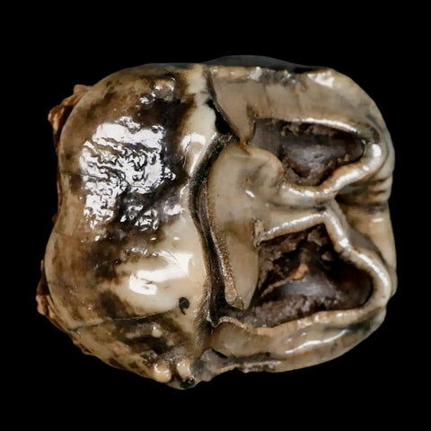 2.5" Rare Deinotherium Giganteum Fossil Tooth Miocene Deinothere Gracanica Bosnia COA - Fossil Age Minerals