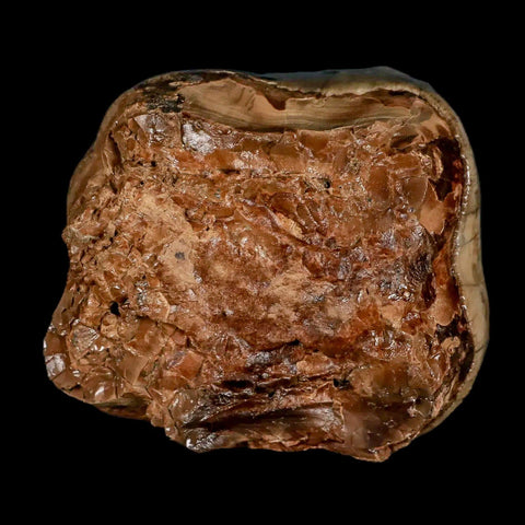 2.5" Rare Deinotherium Giganteum Fossil Tooth Miocene Deinothere Gracanica Bosnia COA - Fossil Age Minerals