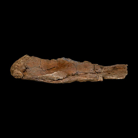 10" Edmontosaurus Fossil Skull Bone Quadrate Lance Creek FM Cretaceous Dinosaur WY