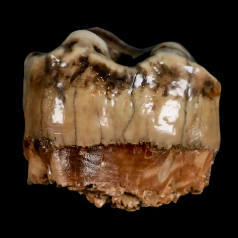 2.5" Rare Deinotherium Giganteum Fossil Tooth Miocene Deinothere Gracanica Bosnia COA - Fossil Age Minerals