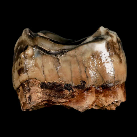 2.5" Rare Deinotherium Giganteum Fossil Tooth Miocene Deinothere Gracanica Bosnia COA - Fossil Age Minerals