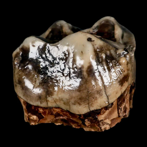 2.5" Rare Deinotherium Giganteum Fossil Tooth Miocene Deinothere Gracanica Bosnia COA - Fossil Age Minerals