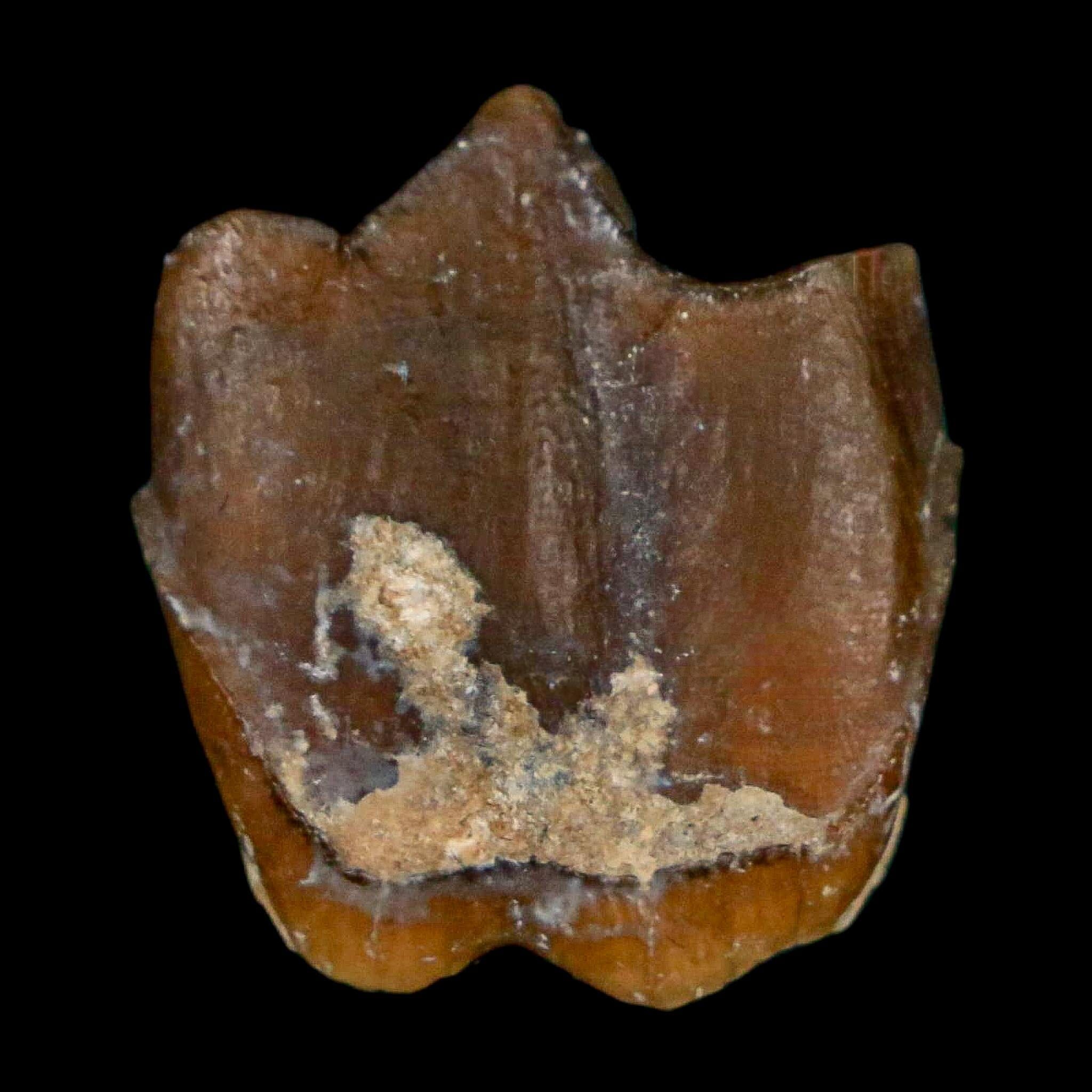 0.7" Running Rhino Hyracodon Nebrascensis Fossil Tooth South Dakota Badlands COA - Fossil Age Minerals