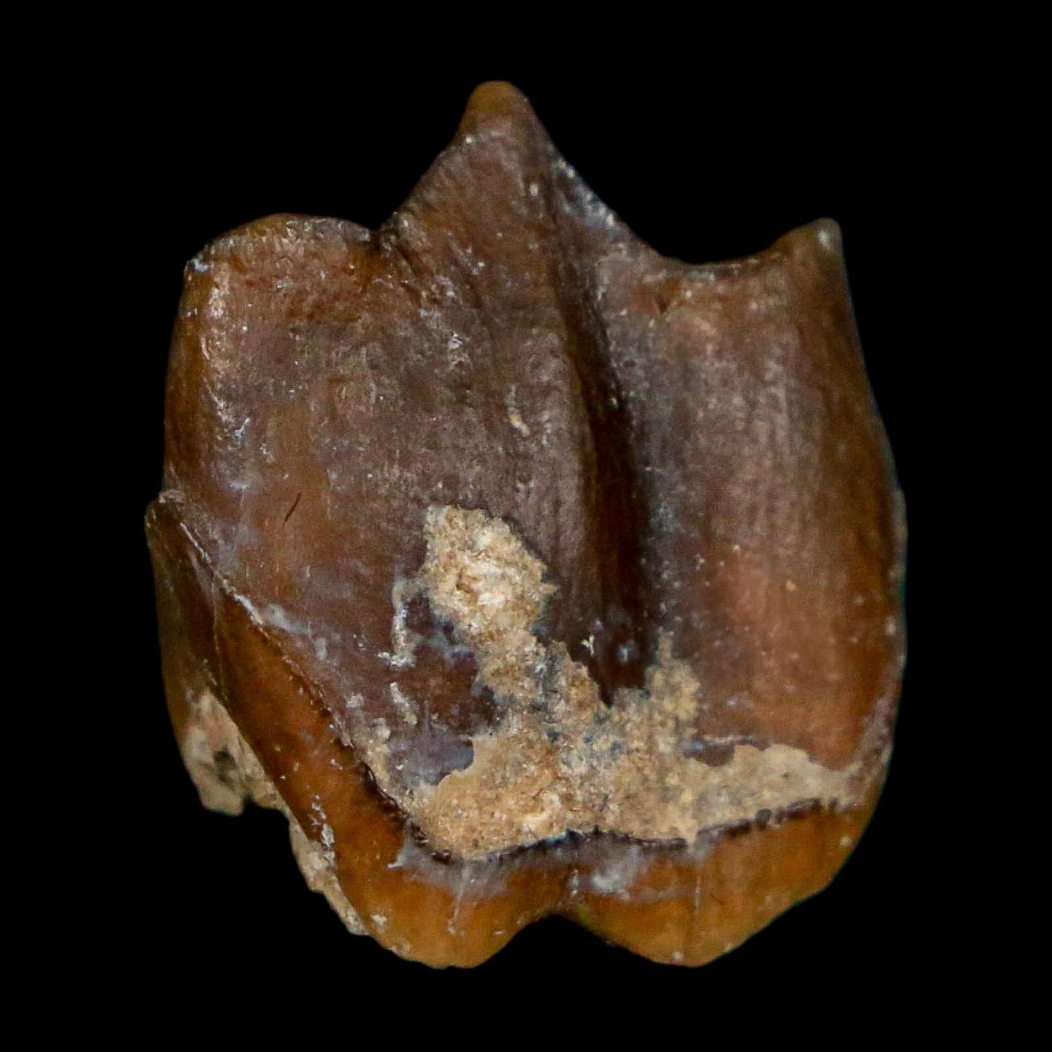 0.7" Running Rhino Hyracodon Nebrascensis Fossil Tooth South Dakota Badlands COA - Fossil Age Minerals