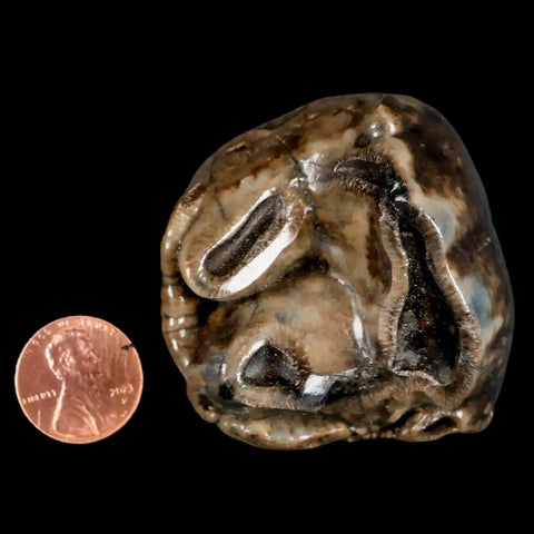 2.1" Rare Deinotherium Giganteum Fossil Tooth Miocene Deinothere Gracanica Bosnia COA - Fossil Age Minerals