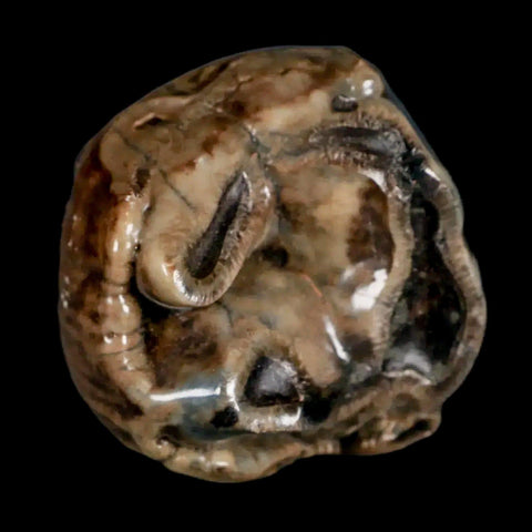 2.1" Rare Deinotherium Giganteum Fossil Tooth Miocene Deinothere Gracanica Bosnia COA - Fossil Age Minerals