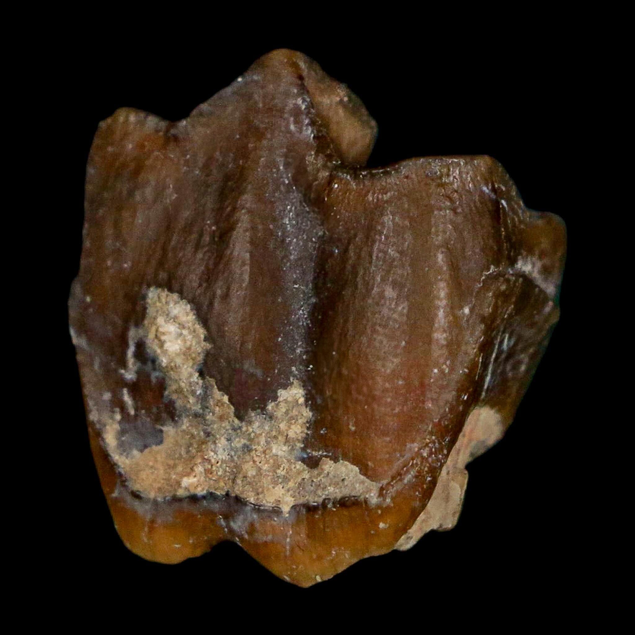 0.7" Running Rhino Hyracodon Nebrascensis Fossil Tooth South Dakota Badlands COA - Fossil Age Minerals