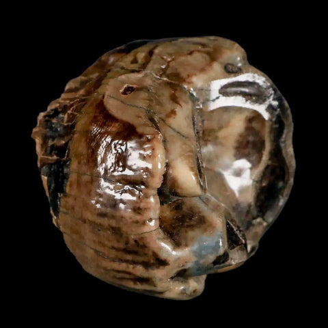 2.1" Rare Deinotherium Giganteum Fossil Tooth Miocene Deinothere Gracanica Bosnia COA - Fossil Age Minerals