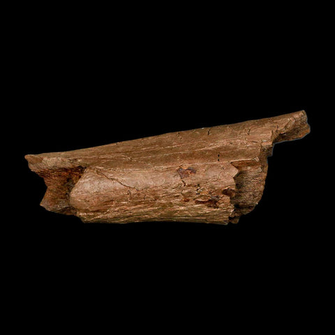 6.5" Triceratops Fossil Rib Bone Lance Creek FM Cretaceous Dinosaur Wyoming COA