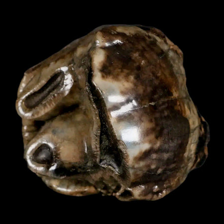 2.1" Rare Deinotherium Giganteum Fossil Tooth Miocene Deinothere Gracanica Bosnia COA