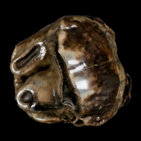 2.1" Rare Deinotherium Giganteum Fossil Tooth Miocene Deinothere Gracanica Bosnia COA - Fossil Age Minerals