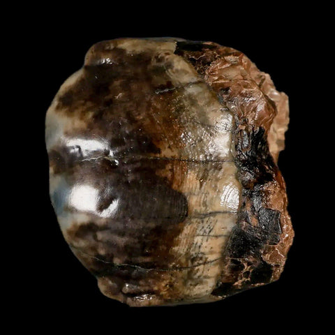 2.1" Rare Deinotherium Giganteum Fossil Tooth Miocene Deinothere Gracanica Bosnia COA - Fossil Age Minerals