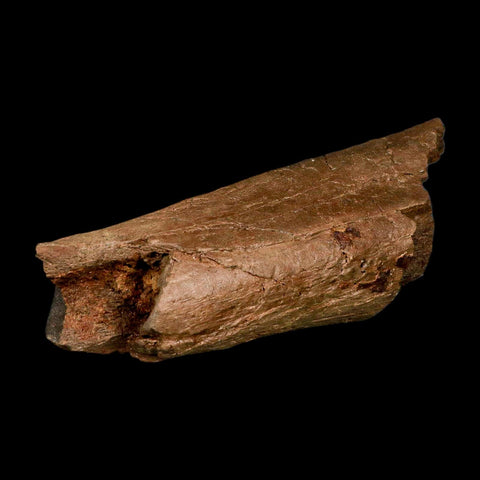 6.5" Triceratops Fossil Rib Bone Lance Creek FM Cretaceous Dinosaur Wyoming COA