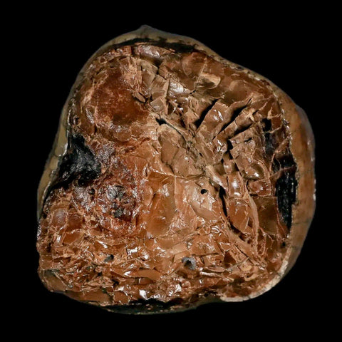 2.1" Rare Deinotherium Giganteum Fossil Tooth Miocene Deinothere Gracanica Bosnia COA - Fossil Age Minerals