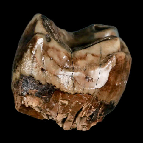 2.1" Rare Deinotherium Giganteum Fossil Tooth Miocene Deinothere Gracanica Bosnia COA - Fossil Age Minerals