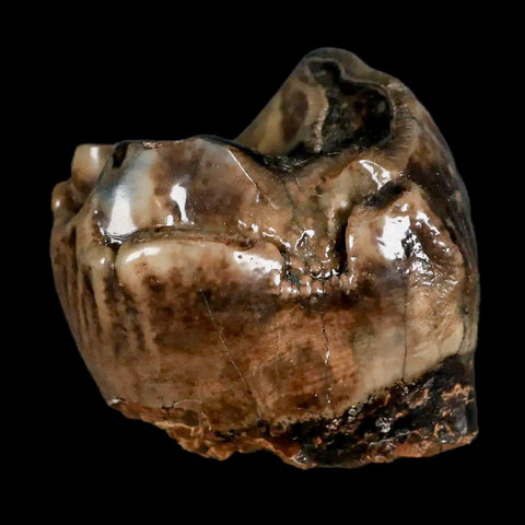 2.1" Rare Deinotherium Giganteum Fossil Tooth Miocene Deinothere Gracanica Bosnia COA - Fossil Age Minerals