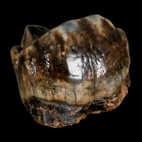 2.1" Rare Deinotherium Giganteum Fossil Tooth Miocene Deinothere Gracanica Bosnia COA - Fossil Age Minerals