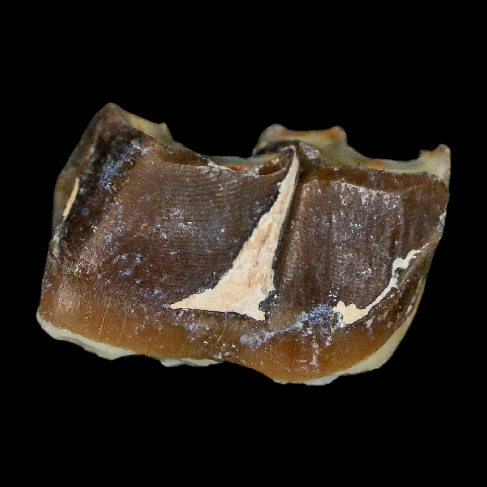 0.9" Running Rhino Hyracodon Nebrascensis Fossil Tooth South Dakota Badlands COA - Fossil Age Minerals