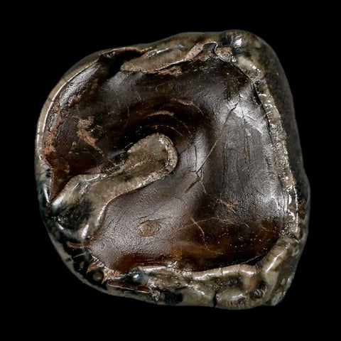 2.3" Rare Deinotherium Giganteum Fossil Tooth Miocene Deinothere Gracanica Bosnia COA - Fossil Age Minerals