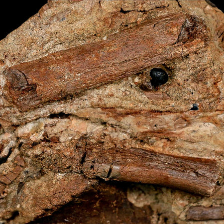 4.7" Edmontosaurus Fossil Ribs in Situ Lance Creek FM Cretaceous Dinosaur WY COA