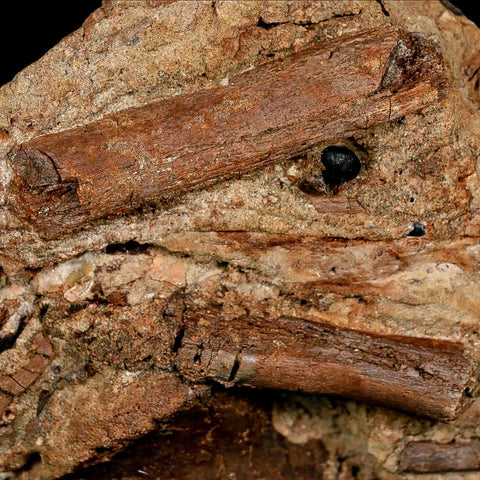 4.7" Edmontosaurus Fossil Ribs in Situ Lance Creek FM Cretaceous Dinosaur WY COA