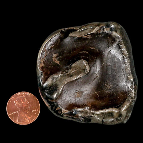 2.3" Rare Deinotherium Giganteum Fossil Tooth Miocene Deinothere Gracanica Bosnia COA - Fossil Age Minerals