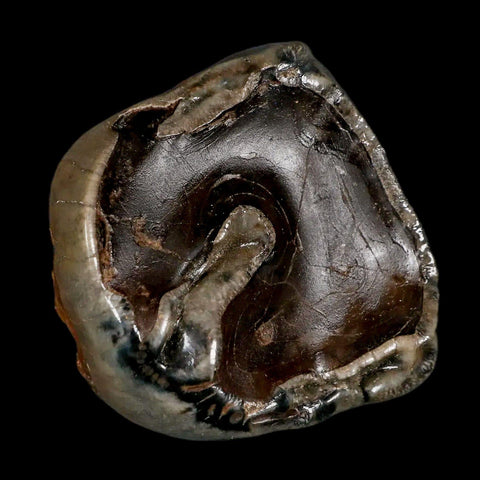 2.3" Rare Deinotherium Giganteum Fossil Tooth Miocene Deinothere Gracanica Bosnia COA - Fossil Age Minerals