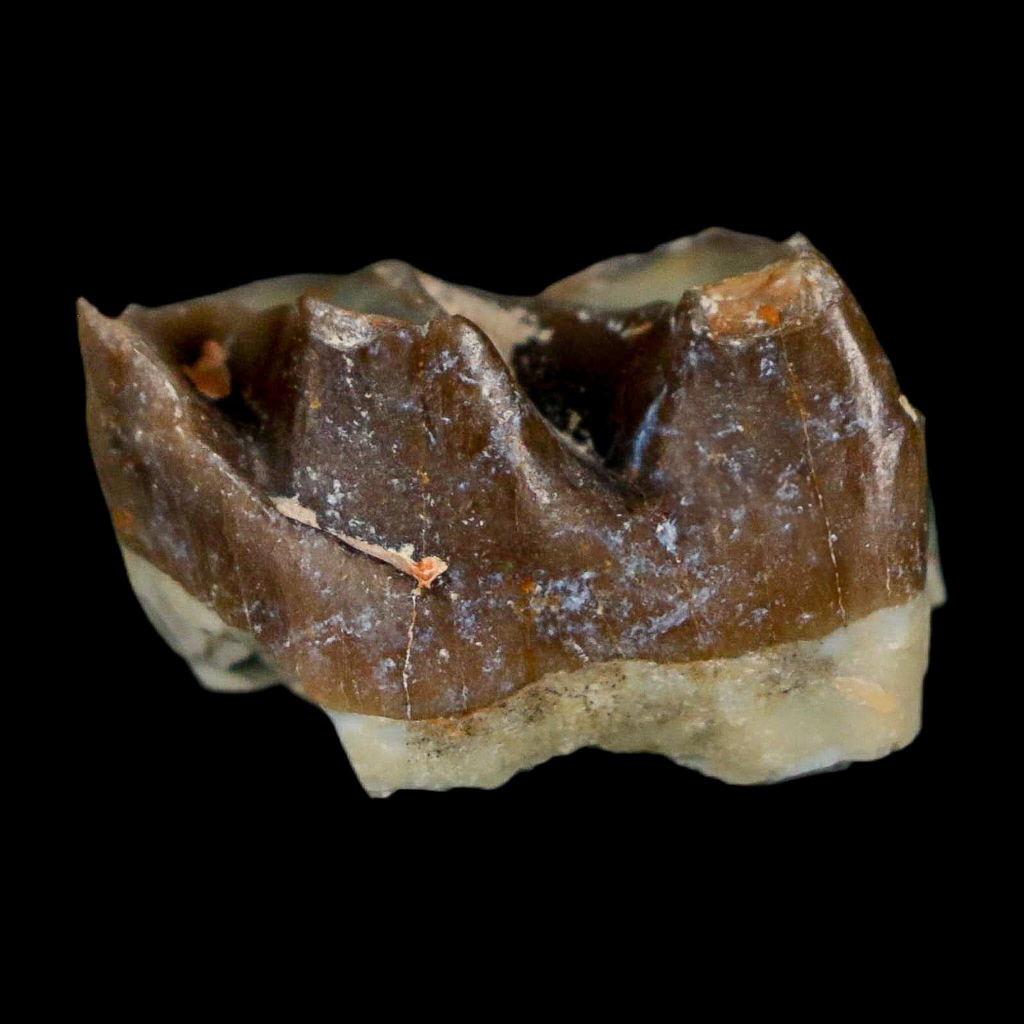 0.9" Running Rhino Hyracodon Nebrascensis Fossil Tooth South Dakota Badlands COA - Fossil Age Minerals