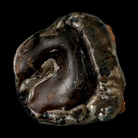 2.3" Rare Deinotherium Giganteum Fossil Tooth Miocene Deinothere Gracanica Bosnia COA - Fossil Age Minerals