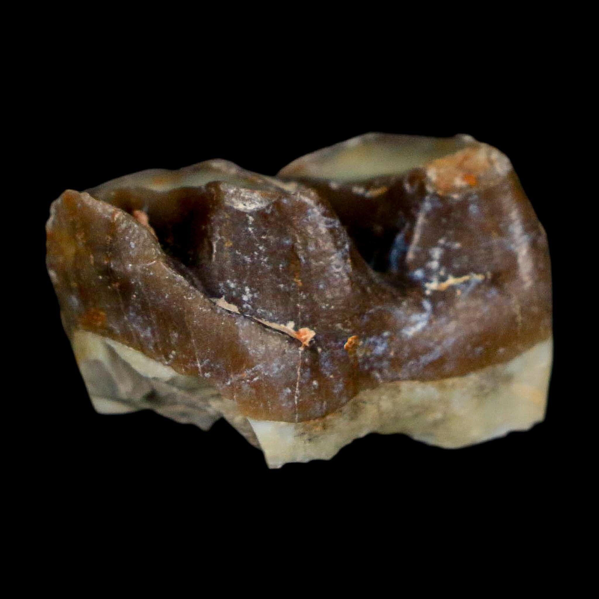 0.9" Running Rhino Hyracodon Nebrascensis Fossil Tooth South Dakota Badlands COA - Fossil Age Minerals