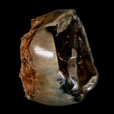 2.3" Rare Deinotherium Giganteum Fossil Tooth Miocene Deinothere Gracanica Bosnia COA - Fossil Age Minerals