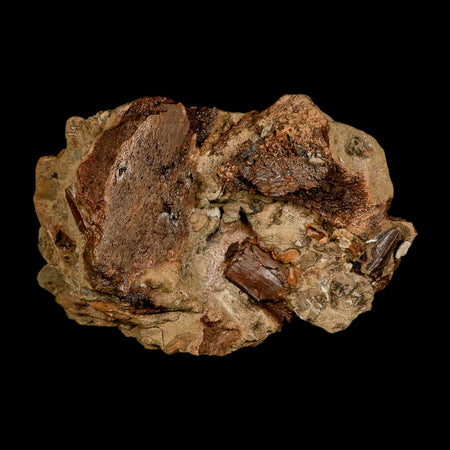 5.6" Edmontosaurus Fossil Bones And Tooth in Situ Lance Creek FM Dinosaur WY COA