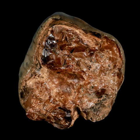 2.3" Rare Deinotherium Giganteum Fossil Tooth Miocene Deinothere Gracanica Bosnia COA - Fossil Age Minerals