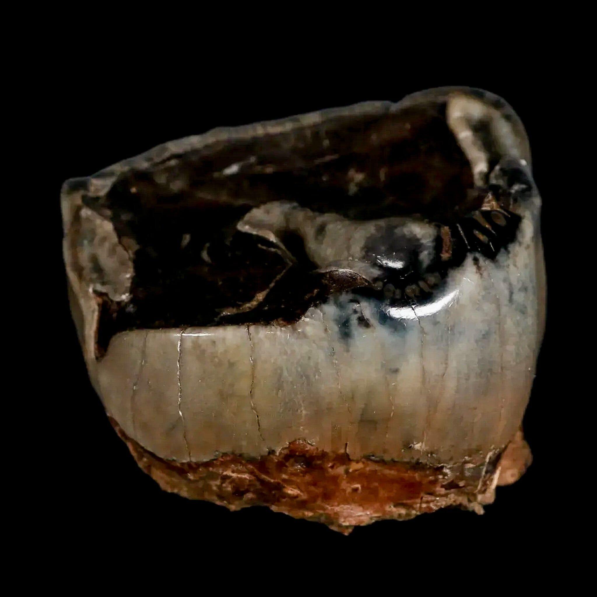 2.3" Rare Deinotherium Giganteum Fossil Tooth Miocene Deinothere Gracanica Bosnia COA - Fossil Age Minerals