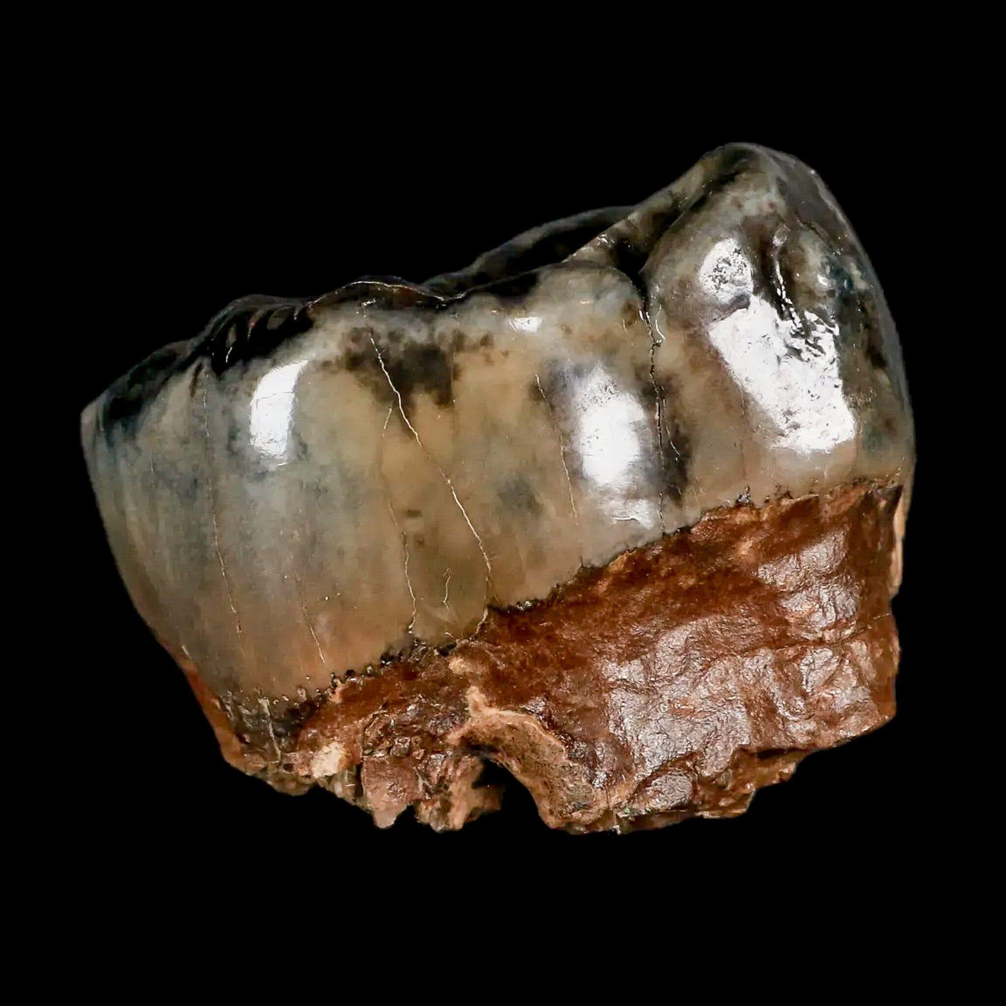 2.3" Rare Deinotherium Giganteum Fossil Tooth Miocene Deinothere Gracanica Bosnia COA - Fossil Age Minerals