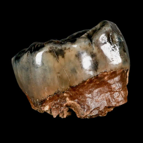 2.3" Rare Deinotherium Giganteum Fossil Tooth Miocene Deinothere Gracanica Bosnia COA - Fossil Age Minerals