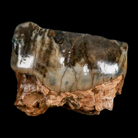 2.3" Rare Deinotherium Giganteum Fossil Tooth Miocene Deinothere Gracanica Bosnia COA - Fossil Age Minerals