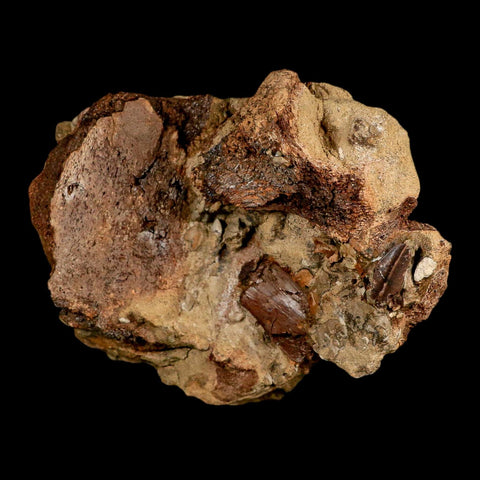 5.6" Edmontosaurus Fossil Bones And Tooth in Situ Lance Creek FM Dinosaur WY COA