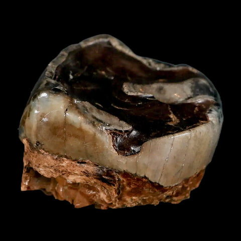 2.3" Rare Deinotherium Giganteum Fossil Tooth Miocene Deinothere Gracanica Bosnia COA - Fossil Age Minerals
