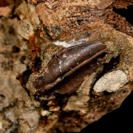 5.6" Edmontosaurus Fossil Bones And Tooth in Situ Lance Creek FM Dinosaur WY COA
