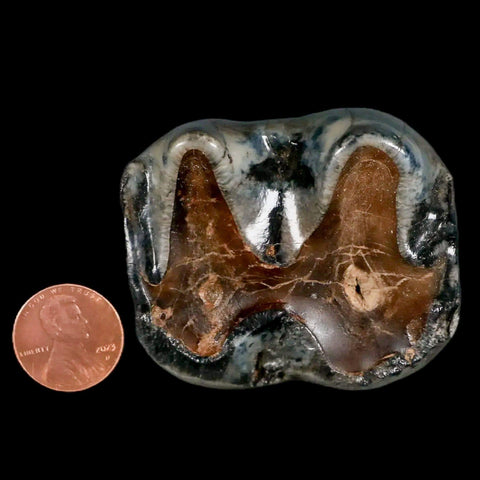 2.2" Rare Deinotherium Giganteum Fossil Tooth Miocene Deinothere Gracanica Bosnia COA - Fossil Age Minerals