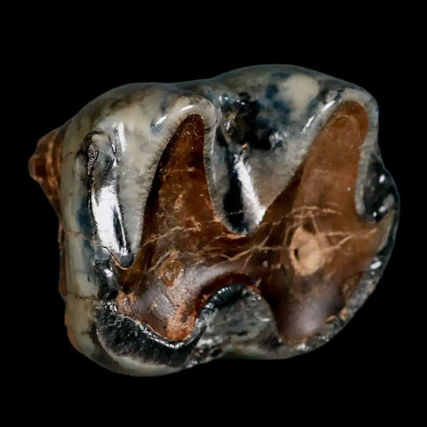 2.2" Rare Deinotherium Giganteum Fossil Tooth Miocene Deinothere Gracanica Bosnia COA - Fossil Age Minerals
