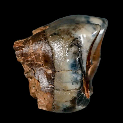 2.2" Rare Deinotherium Giganteum Fossil Tooth Miocene Deinothere Gracanica Bosnia COA - Fossil Age Minerals